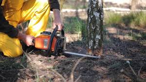 Best Tree Disease Treatment  in Cloverdale, CA