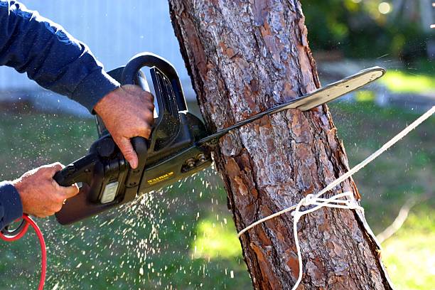 Best Lawn Maintenance Plans  in Cloverdale, CA