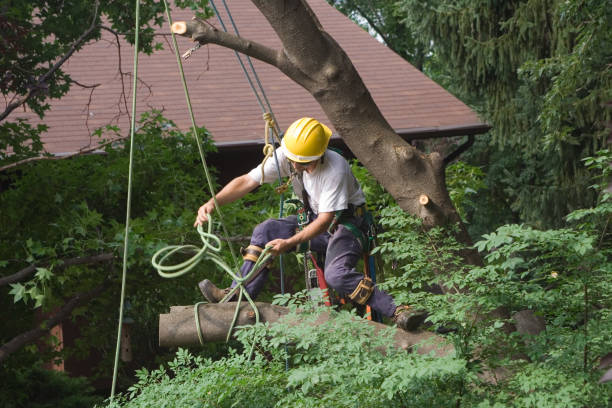 Trusted Cloverdale, CA Tree Care Experts