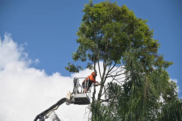 Best Leaf Removal  in Cloverdale, CA