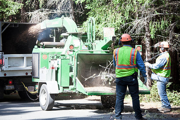 Best Tree and Shrub Care  in Cloverdale, CA