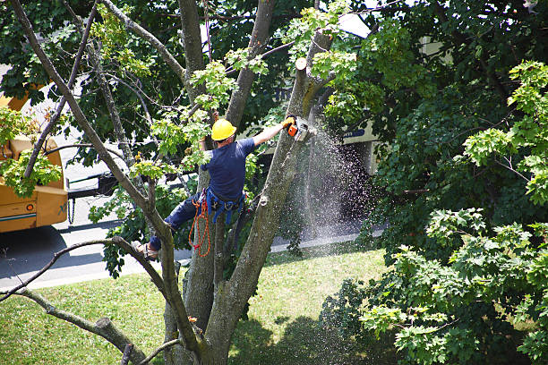 Best Tree Preservation Services  in Cloverdale, CA