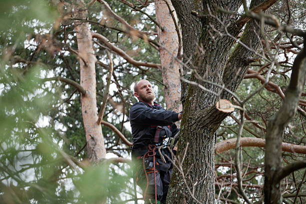 Best Tree Mulching  in Cloverdale, CA