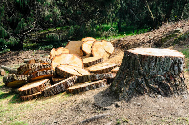 How Our Tree Care Process Works  in  Cloverdale, CA